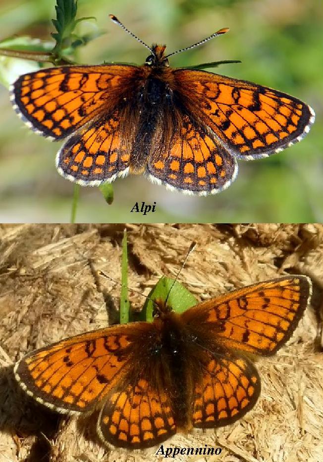 Melitaea dalla Val d''Aosta da ID - 3